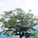 느티나무 이미지