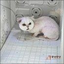 부산고양이미용&호텔 무냥무냥 대연점 | 부산고양이미용의 명소 무냥무냥 대연점에서 느낀 감동