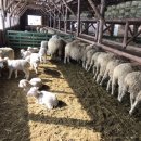 창대목장 이미지