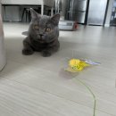 오스테리아주 이미지