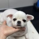 드림펫 동물병원 이미지