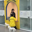 옐레드 애견유치원 & 애견호텔 진주초전점 이미지