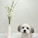 발리애견호텔 이미지