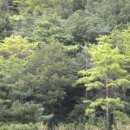 향약 이미지