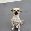 퍼피파파 이미지