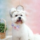 머멍펫살롱(MuMung) 이미지