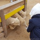 김정도 농장 | 강릉여행 : 동화가든 순두부, 대관령 숲속에 동물농장