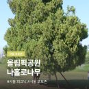 서08-410 | 올림픽공원 나홀로나무 | 서울 피크닉 장소 주말 산책 사진 후기