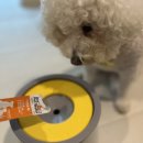 애니펫 | 강아지냄새제거를 돕는 애니펫워터 후기