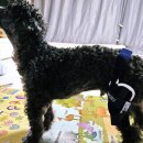 고려보조기 | 강아지 십자인대 단열 진단 후 보조기 선택｜노령견 믹키, Balto BT JUMP 착용 후기