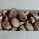 팅팅 솜씨방에서 표고버섯 당첨선물이 왔어유 이미지