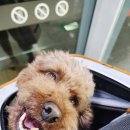 중앙광장 앞 | 잠실하하호호물놀이장 애견동반 물놀이장 가든파이브 중앙광장 다녀온 후기