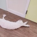 묘랑 고양이 전문호텔 이미지