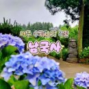 제주시 가볼만한곳 남국사 | 6월 중순에 만난 삼나무 숲길과 고즈넉한 파란 수국 명소 후기