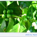 커피나무 이미지