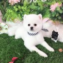 황언니 펫살롱 이미지