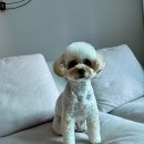 쪼꼬동물메디컬센터 이미지
