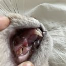 구미 산동 아이엔 동물병원 | 구미 산동 아이엔동물병원 후기