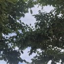 이수미팜베리 이미지