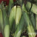 괴산닷컴
