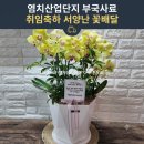 중앙산업 주식회사 | [아산 꽃배달] 염치산업단지 부국사료 취임축하 화분! 화사한 노란 서양난 배달 후기