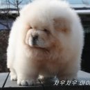 멋진강아지 이미지