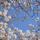 신평동1078 | 경주여행 | 소박하게 다녀온 1박2일 경주 벚꽃여행ꕤ…˖*