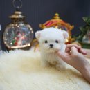 톰퍼피 강아지 분양 이미지