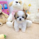 꽃보다강아지 이미지