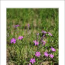 걸포중앙공원 이미지