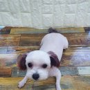 아지양이 펫샵 이미지