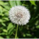 달콤한 민들레의 속 이미지