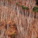 2011년 12월 11일 (일) 인제군 남면 수산리 자작나무숲 이미지