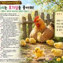 짬동시 앞마당 홍보대사 암탉의 활동기 「짬동시는 호기심을 좋아해!」 이미지
