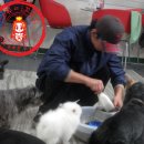 강쥐애견
