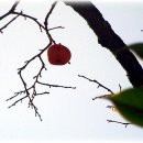 감나무가 있던 시간들 - 랭그리 팍의 회상 이미지