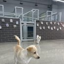 그녀의펫살롱 이미지