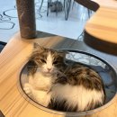 개냥이 | 수원 야옹이네 고양이카페 방문 후기 (무릎냥이 개냥이 많음 주의)