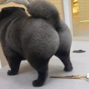 바로펫살롱 이미지