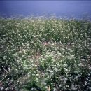 들꽃편지 이미지