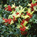 조경기능사(실기) 이미지