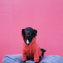 발토(BALTO) 이미지