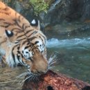 타이거벨리 이미지