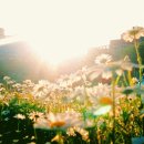 내가 찍은 사진=우동이들의 배경화면4(부제: 아악 눈부셔) 이미지