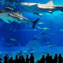 아쿠아플라넷 제주 이미지