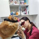 광진동물병원 이미지
