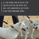 文, 尹 검색량 앞섰다…'풍산개 논란'에 퇴임 후 최고치 기록 [신현보의 딥데이터] 이미지