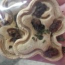 펫비스트로 이미지