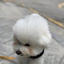 그루밍 하니 이미지