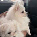 부산강아지분양테디럽명지 네이버블로그